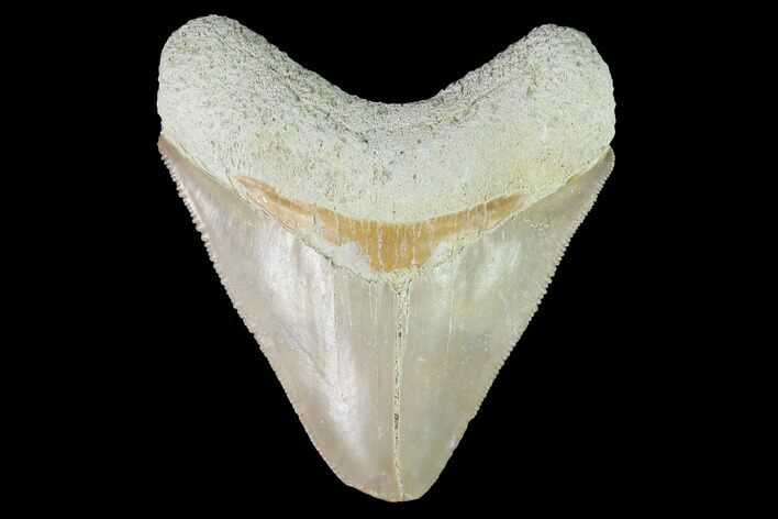 Serrated, Bone Valley Megalodon Tooth - Florida #99929